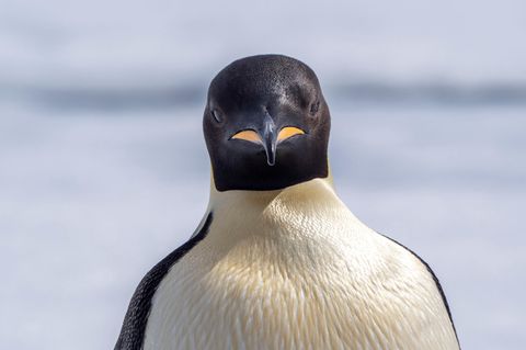 Pinguin Kaiserpinguin
