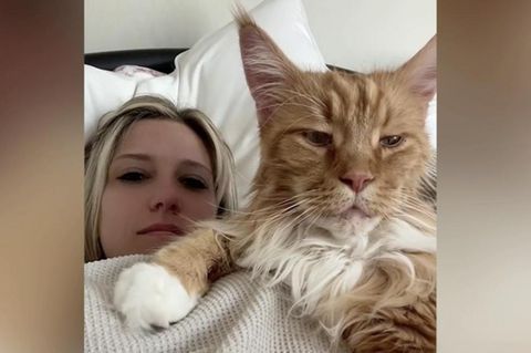 Maine-Coon: Dieser Kater ist so groß wie ein neunjähriges Kind