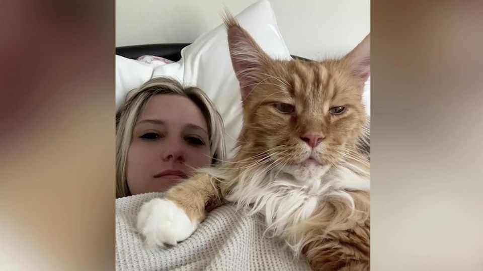 Maine-Coon: Dieser Kater ist so groß wie ein neunjähriges Kind