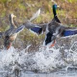 Valentinstag Stockente