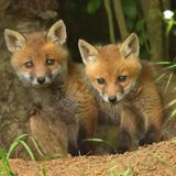 Valentinstag Rotfuchs