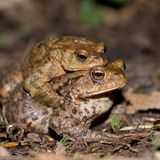 Valentinstag Erdkröte