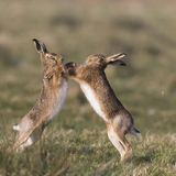 Valentinstag Feldhase