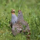 Valentinstag Rebhuhn