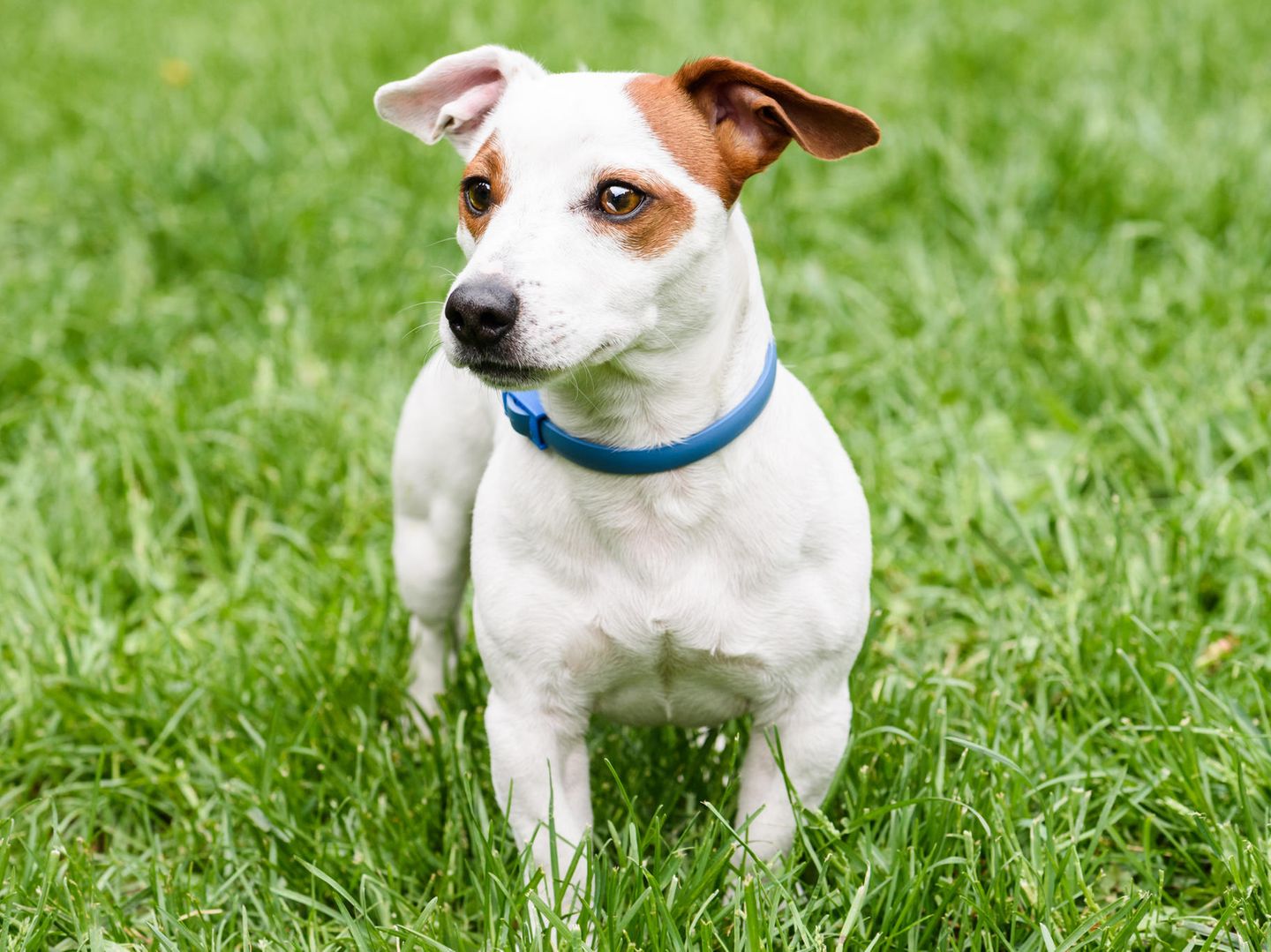 rundes hundebett Airlexx Cord ortopdisches Hundebett Rund