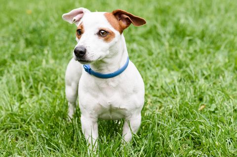 Ein Hund trägt ein Zeckenhalsband