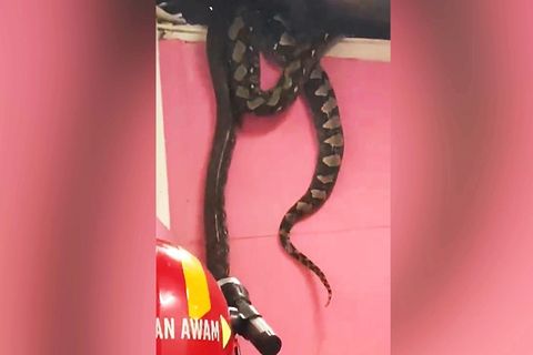 Zwei riesige Pythons krachen durch Decke