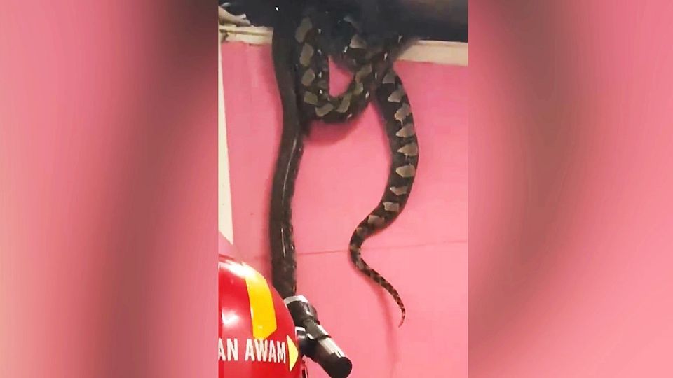Zwei riesige Pythons krachen durch Decke Zwei riesige Pythons krachen durch Decke