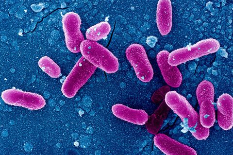 Sepsis: Staphylokokken können neben vielen weiteren Erregern eine Blutvergiftung auslösen