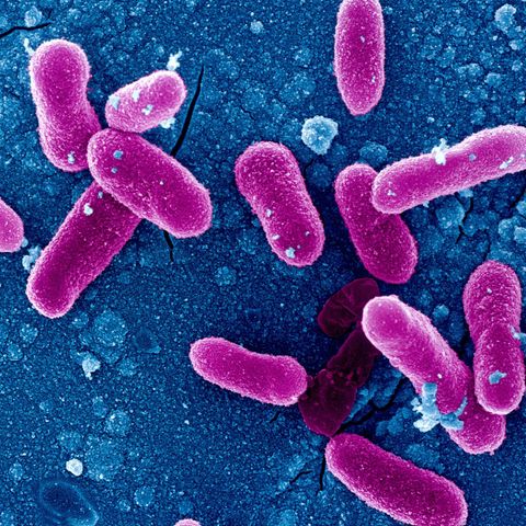 Sepsis: In addition to many other pathogens, staphylococci can trigger blood poisoning