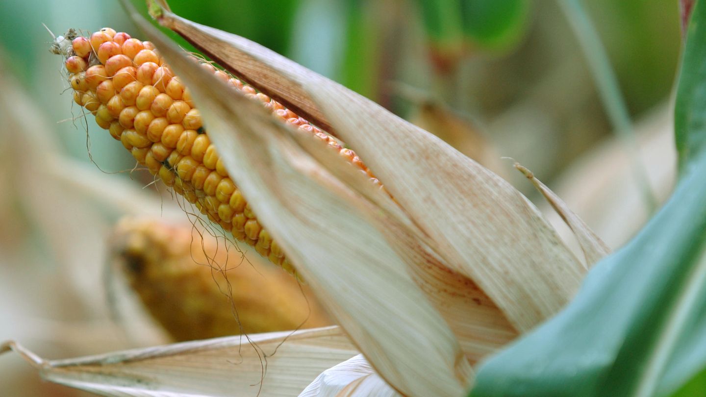 Mexico backtracks on GM corn ban after row with US