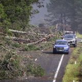 Autos weichen umgestürzten Bäumen auf einer Straße östlich von Auckland aus