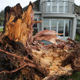 Ein stattlicher Baum, den Wirbelsturm "Gabrielle" vor einem Wohnhaus in Auckland entwurzelt hat. Die neuseeländische Regierung kündigte am Montag ein Hilfspaket in Höhe von 11,5 Millionen neuseeländischen Dollar (6,8 Millionen Euro) an, um Zehntausenden Betroffenen zu helfen.