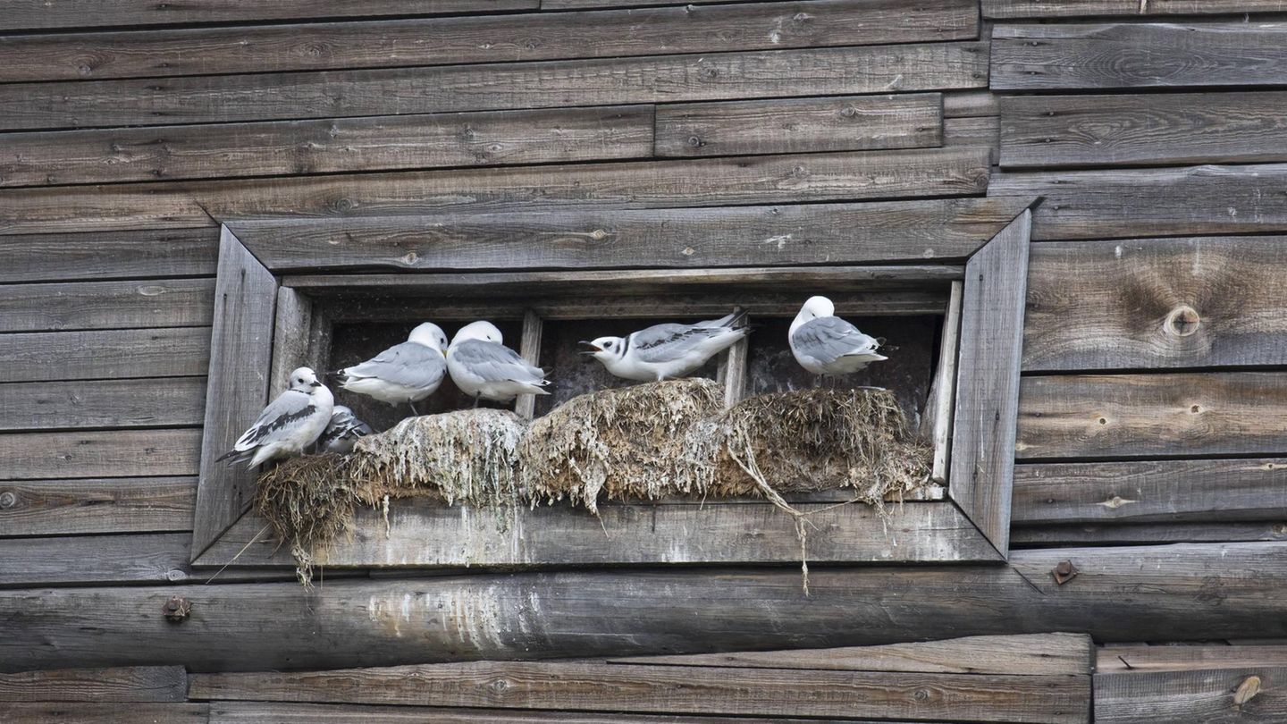 Dreizehenmöwen nisten in Fensteröffnung