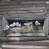 Dreizehenmöwen nisten in Fensteröffnung
