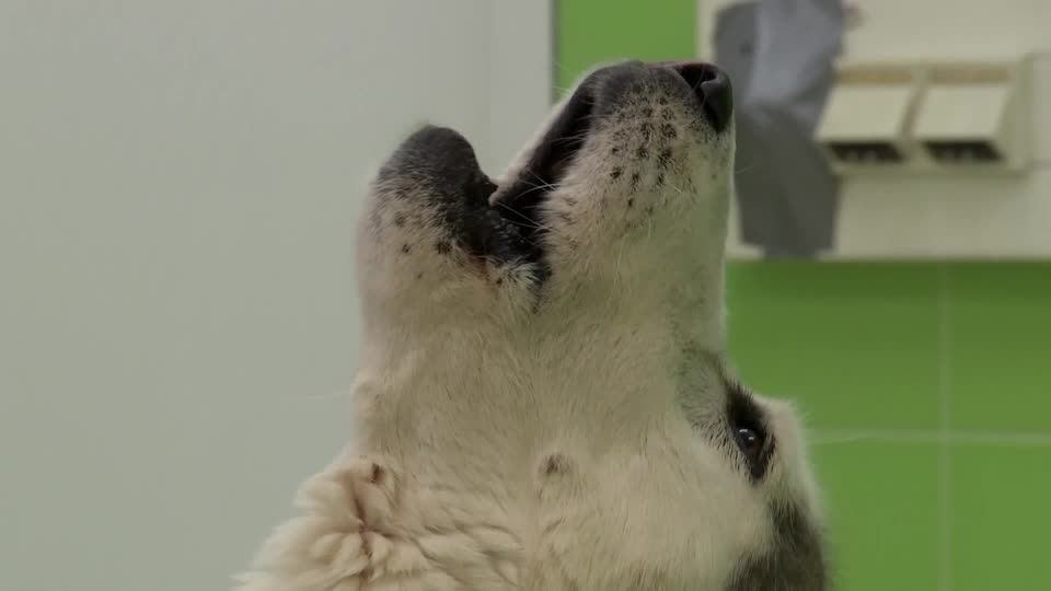 Video: Wann ist der Hund ein Wolf?