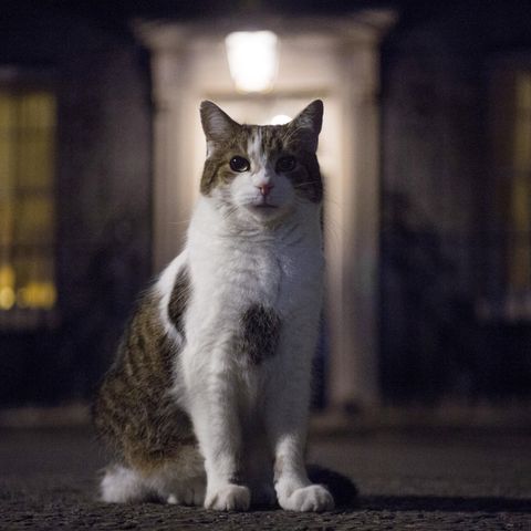 Kater Larry, Chief Mouser