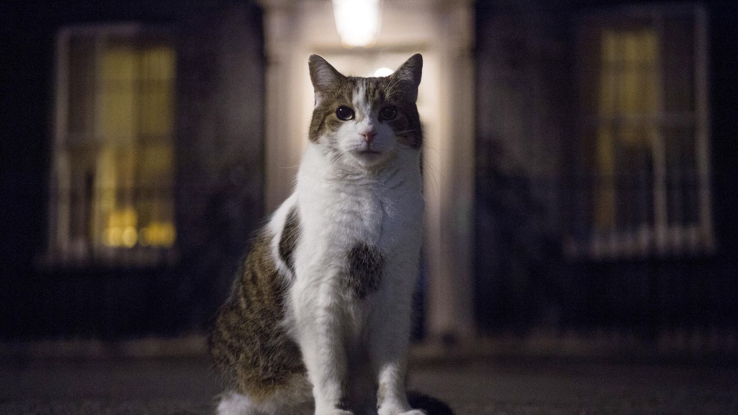 Kater Larry, Chief Mouser