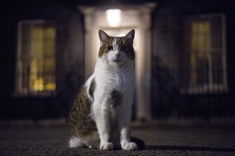 Kater Larry, Chief Mouser