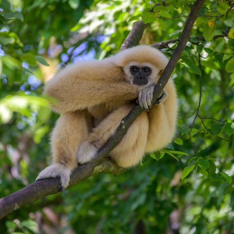 Ein Weißhandgibbon (Symbolbild)