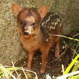 Ein Pudu steht an einer Mauer