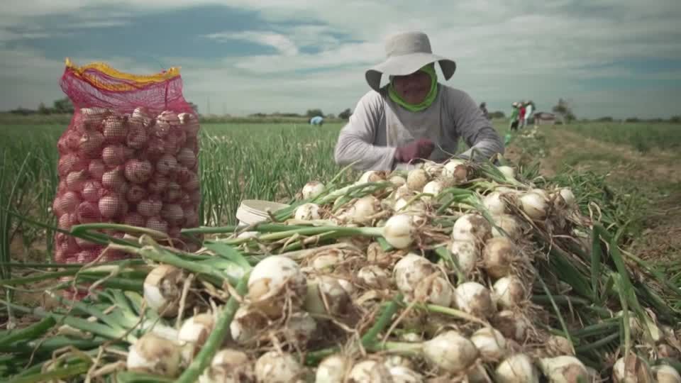 Video: Zwiebelkrise lässt Bauern verzweifeln