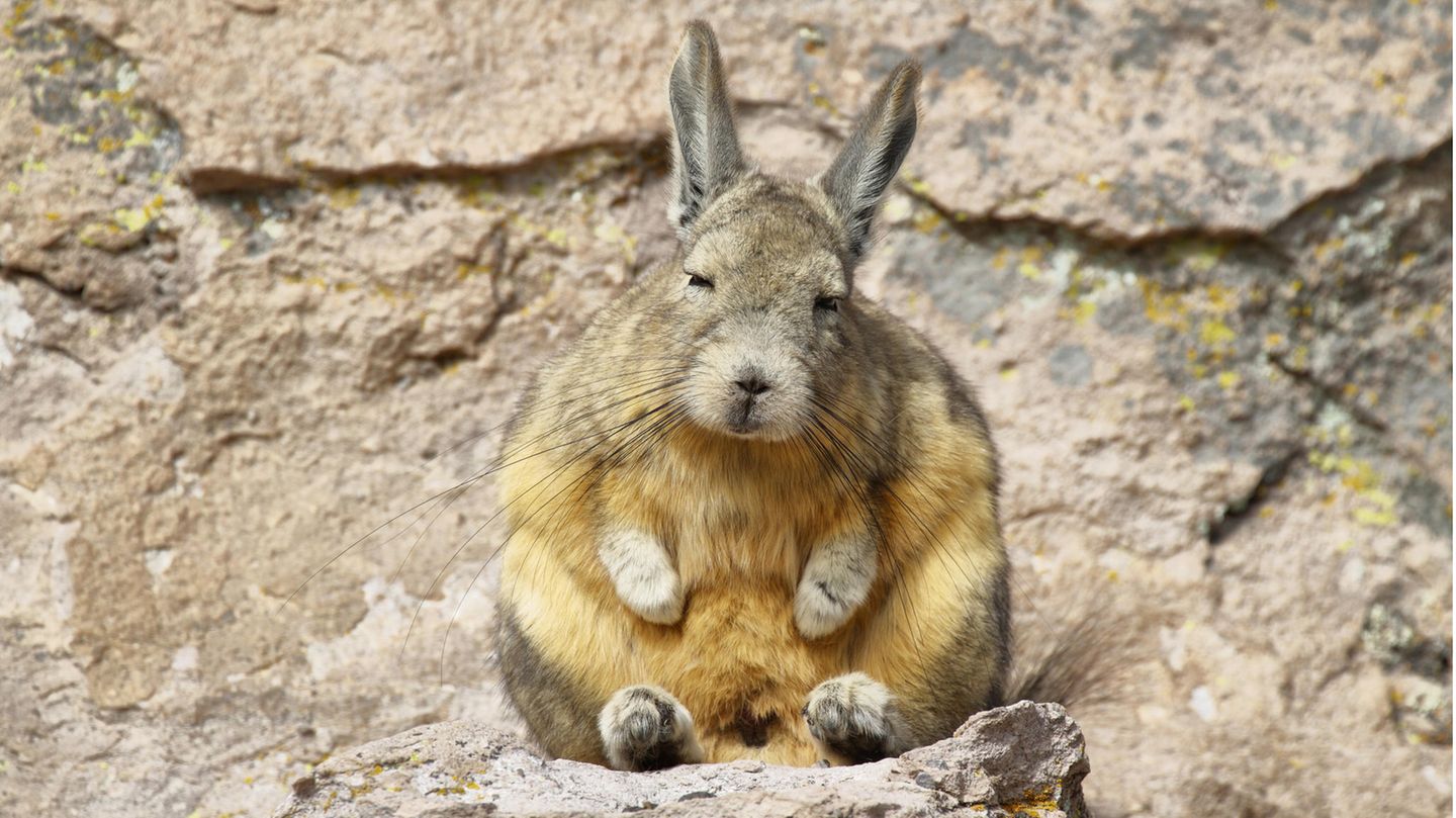 Hasenmaus sitzt auf einem Stein