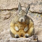 Hasenmaus sitzt auf einem Stein