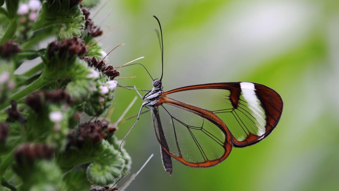 Glasflügler sitzt an einer Blüte
