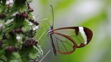 Glasflügler sitzt an einer Blüte