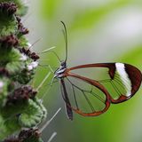 Glasflügler sitzt an einer Blüte