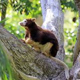 Braun/weisses Ein Baumkänguru sitzt auf Baum