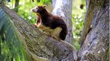 Braun/weisses Ein Baumkänguru sitzt auf Baum