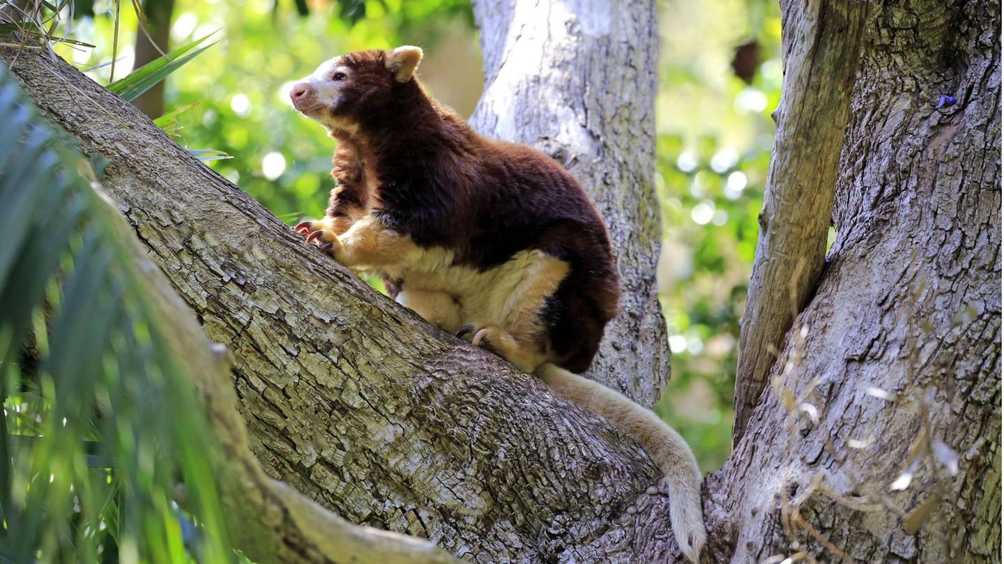 Braun/weisses Ein Baumkänguru sitzt auf Baum