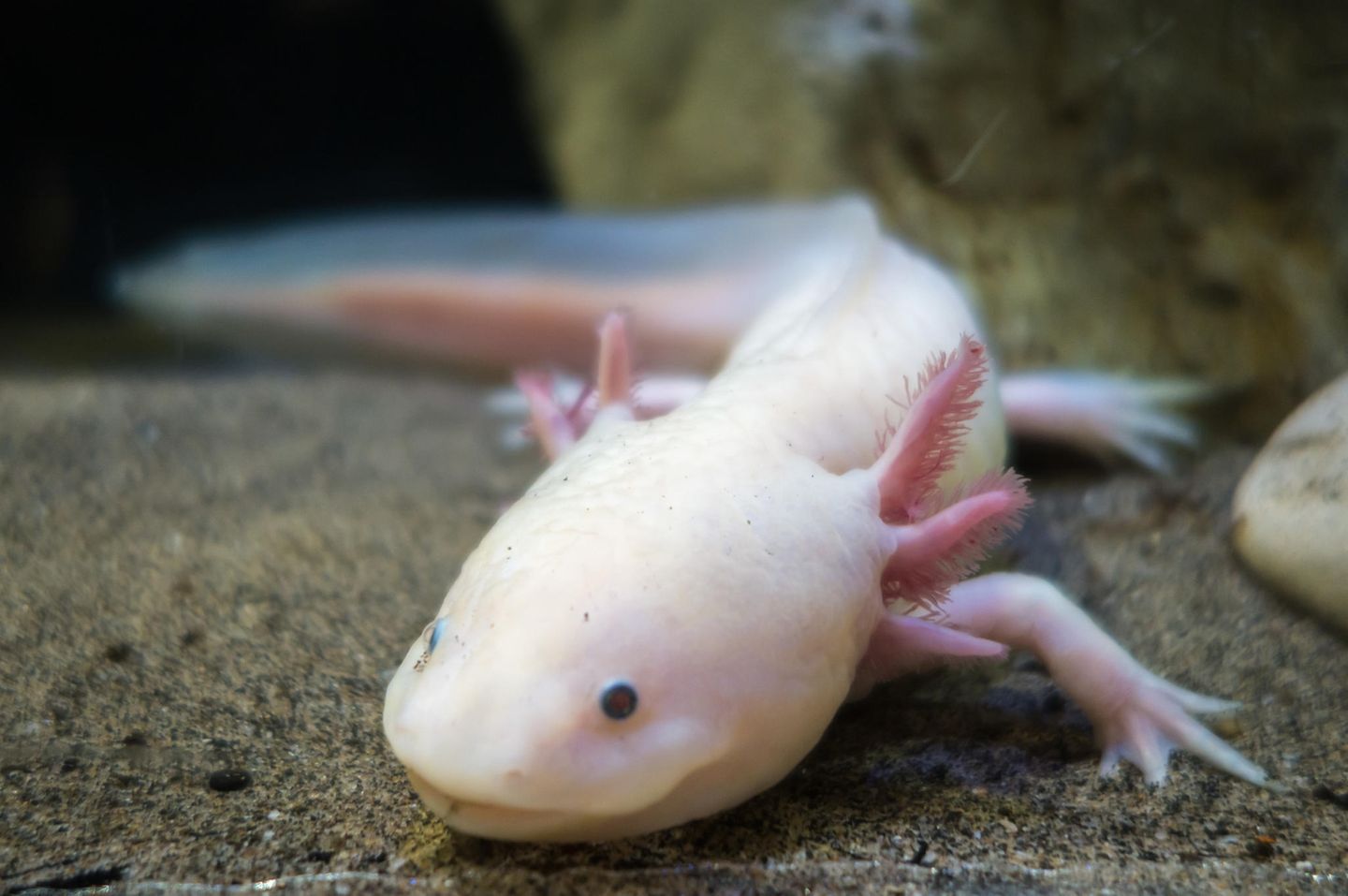 Rosa Axolotl unter Wasser Rosa Axolotl unter Wasser