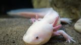 Rosa Axolotl unter Wasser