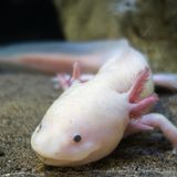 Rosa Axolotl unter Wasser