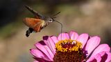 Taunbenschwänzchen hält den Rüssel in die BLume