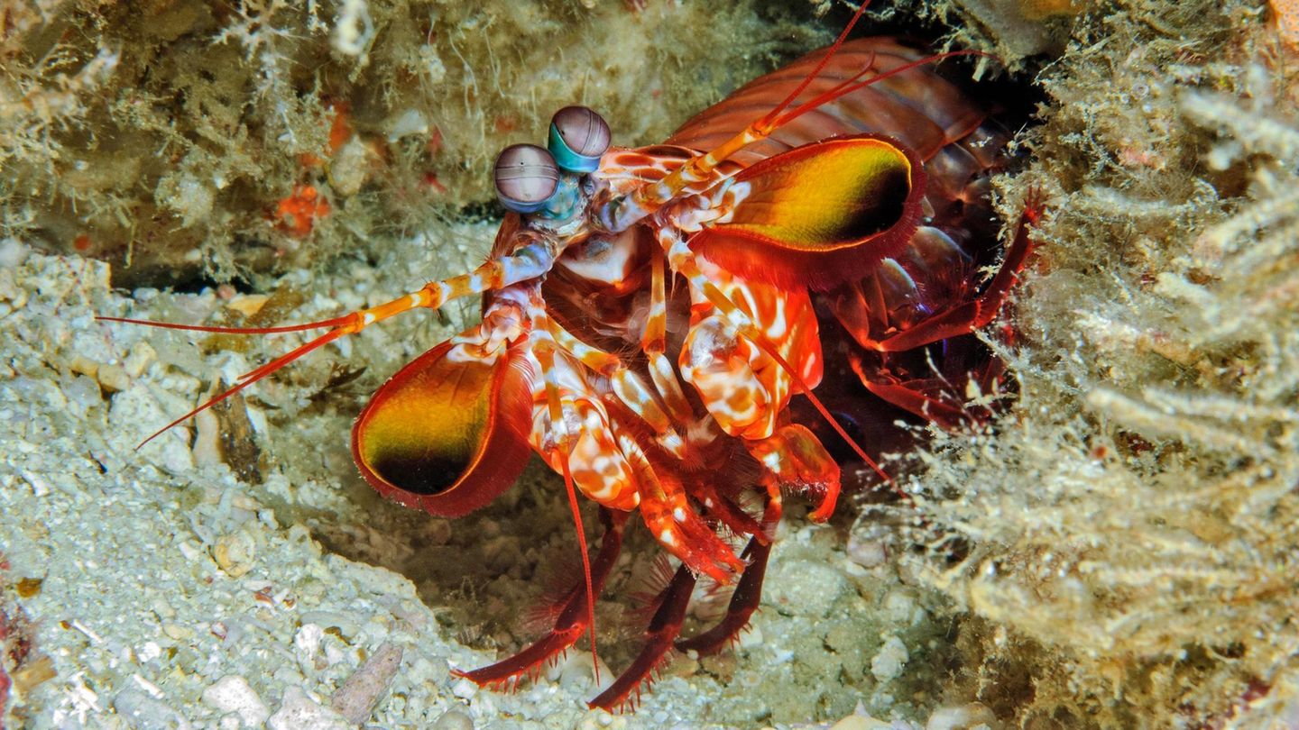 Bunt kann der Clown-Fangschreckenkrebs. Er lebt im Pazifiker und lauert in Höhlen auf seine Beute, die er dank seiner großen Augen wunderbar sehen kann.