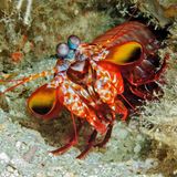 Bunt kann der Clown-Fangschreckenkrebs. Er lebt im Pazifiker und lauert in Höhlen auf seine Beute, die er dank seiner großen Augen wunderbar sehen kann.