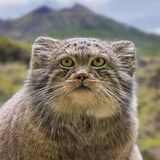 Manul im Gebirge