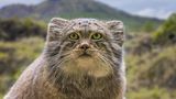 Manul im Gebirge