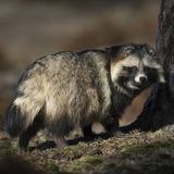 Marderhund steht vor Baum