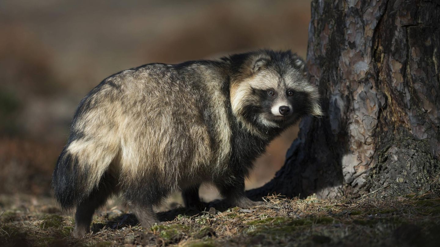 Marderhund steht vor Baum Marderhund steht vor Baum