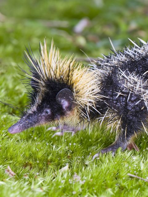 Ein Streifentanrek auf einer Wiese