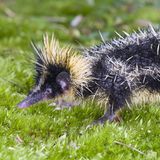 Ein Streifentanrek auf einer Wiese