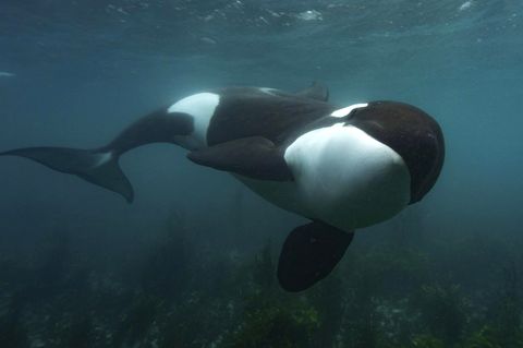 Unterwasser-Aufnahmen zeigen Orca-Unterhaltung