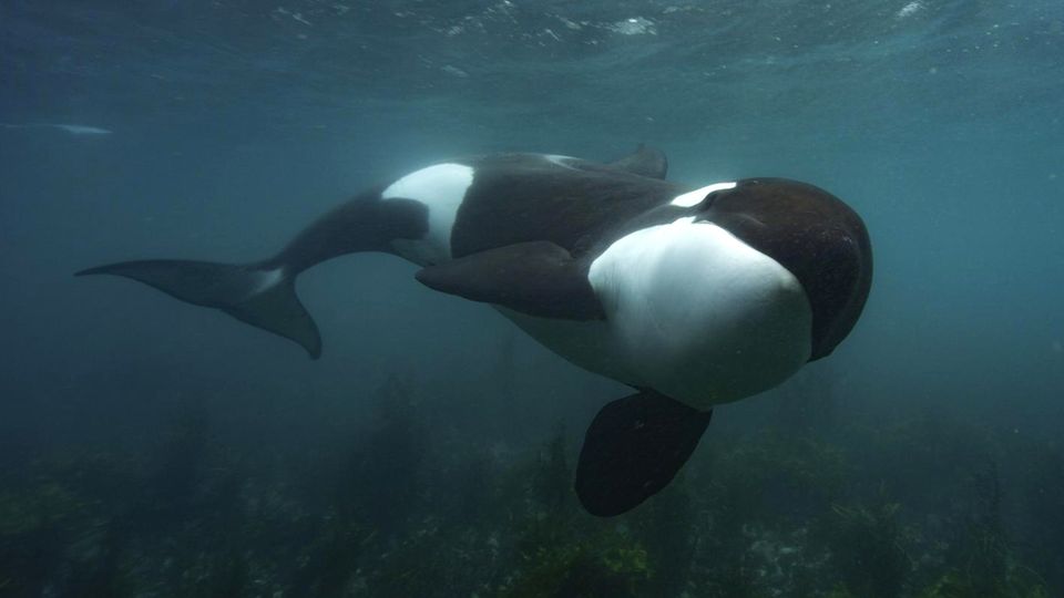 Orca Unterwasser-Aufnahmen zeigen Orca-Unterhaltung