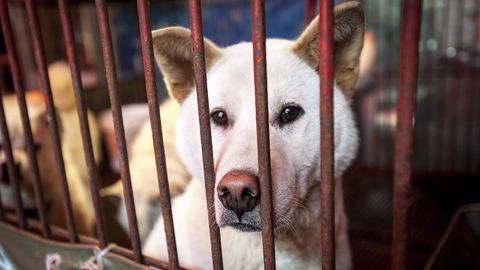 Südkorea: Ein Hund sitz in einem Käfig und guckt durch die Gitterstäbe