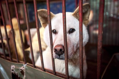 Südkorea: Ein Hund sitz in einem Käfig und guckt durch die Gitterstäbe
